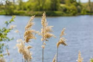 Pampas grass on the lake, reeds, cane seeds. The reeds on the lake sway in the wind against the blue sky and water. Abstract natural background. Beautiful pattern with bright colors photo