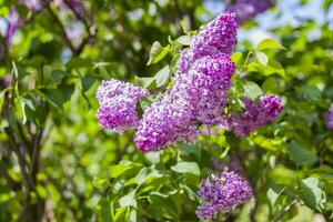 Lilac in the garden. Blooming lilac-purple flowers, selective focus. A branch of lilac in the sunlight. They bloom in spring. Selective focus. photo