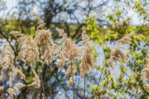 Pampas grass on the lake, reeds, cane seeds. The reeds on the lake sway in the wind against the blue sky and water. Abstract natural background. Beautiful pattern with bright colors photo