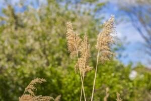 Pampas grass on the lake, reeds, cane seeds. The reeds on the lake sway in the wind against the blue sky and water. Abstract natural background. Beautiful pattern with bright colors photo