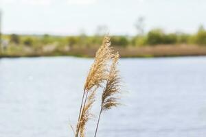 Pampas grass on the lake, reeds, cane seeds. The reeds on the lake sway in the wind against the blue sky and water. Abstract natural background. Beautiful pattern with bright colors photo