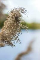 Pampas grass on the lake, reeds, cane seeds. The reeds on the lake sway in the wind against the blue sky and water. Abstract natural background. Beautiful pattern with bright colors photo