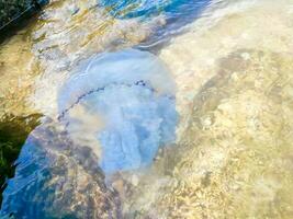 White jellyfish swim near the sea shore. The seashell coast of the sea. photo