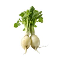 fresh white radish png