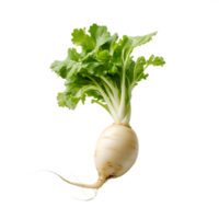 fresh white radish png