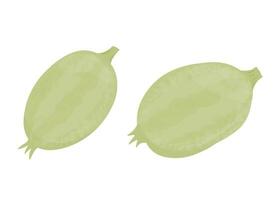 cucamelon Vector illustration. Chinese cucumber. Melothria scabra. The vegetable is green. Isolated on a white background.