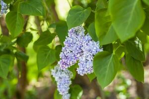 Lilac in the garden. Blooming lilac-purple flowers, selective focus. A branch of lilac in the sunlight. They bloom in spring. Selective focus. photo