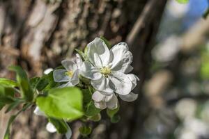 Apple trees in bloom on a bright sunny day, against a bright blue sky. Natural floral seasonal background.Beautiful blooming apple orchard, spring day photo