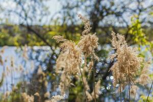 Pampas grass on the lake, reeds, cane seeds. The reeds on the lake sway in the wind against the blue sky and water. Abstract natural background. Beautiful pattern with bright colors photo