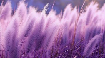 Generative AI, Pampa purple lavender color grass branch with sky. Abstract natural boho background of soft plants, Cortaderia selloana photo