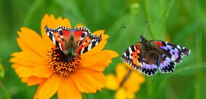 butterfly flying in the flower garden Butterfly sucking nectar from a flower. 3D illustration. photo