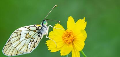 butterfly flying in the flower garden Butterfly sucking nectar from a flower. 3D illustration. photo