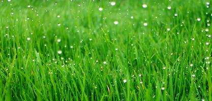 dew on the grass close up photo water droplets on green grass rain on the grass