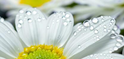 brillante antecedentes de agua gotas en hoja pétalos Mañana Rocío en flores foto