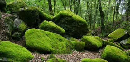 Moss on the rock in the forest Moss garden Asian forest natural green moss photo