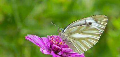 mariposas succión néctar desde flores mariposa volador en el flor jardín 3d ilustración foto