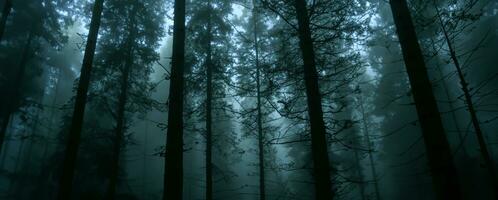 fog in the forest tall trees Panoramic nature landscape background rainforest 3d illustration photo