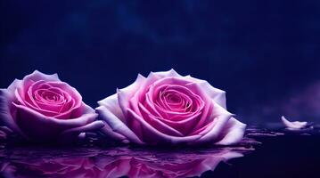 Rose background floating on water surface mysterious romantic flower photo