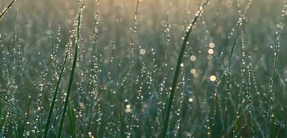 Bokeh water droplets water mist dew drops on the top of the grass 3d photo