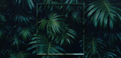 Frame and leaves Spathiphyllum cannifolium concept Green abstract texture with frame nature background tropical leaves in asia and thailand 3D illustration photo