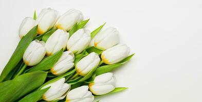 tulip background on a white background photo