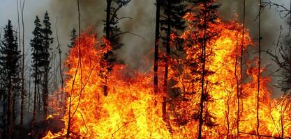 bosque fuego fuego árbol en el colina rojo llamas ardiente árbol ramas cubierto en fumar foto