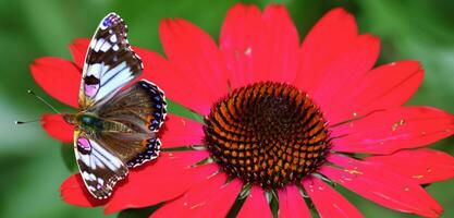 mariposa volador en el flor jardín mariposa succión néctar desde un flor. 3d ilustración. foto