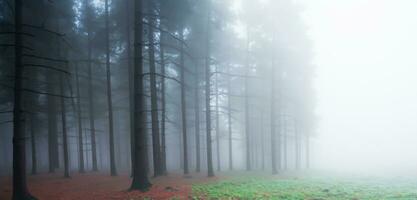 el pino bosque estaba lleno de fumar de miedo misterio grande árbol rodeado por niebla en invierno 3d ilustración foto