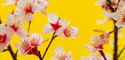 Cereza flores brillante de colores antecedentes de naturaleza en Japón foto