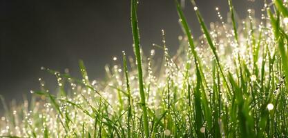 Drops of dew on the top of the grass bokeh water droplets mist 3d illustration photo