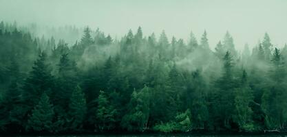 A lazy river in a fantasy forest background Riverside in a mysterious and scary forest Smog in the forest dark tone image photo