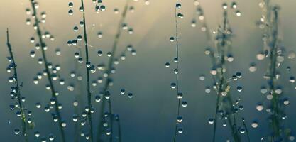 Drops of dew on the top of the grass bokeh water droplets mist 3d illustration photo