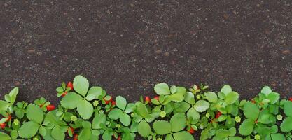 Free background Ground leaf frame vintage style paved with green leaves Ground with fresh branches Leaf border 3D illustration Strawberry tree photo