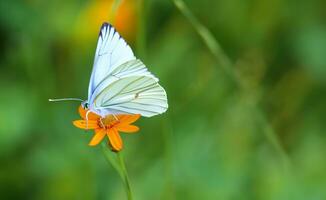 Butterflies sucking nectar from flowers Butterfly flying in the flower garden 3d illustration photo