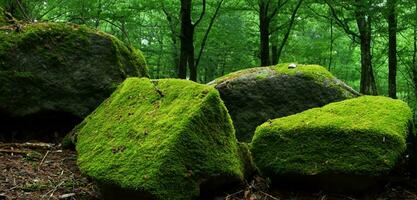 Moss on the rock in the forest Moss garden Asian forest natural green moss photo