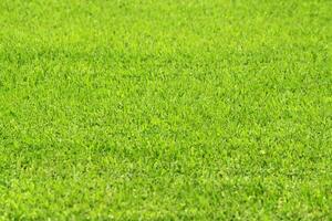 Natural green grass texture photo