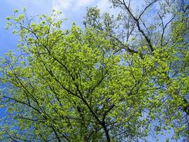 Beautiful blue sky and trees with fresh foliage photo