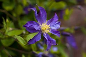 Flowers of Clematis and platinum. Close-up on blurred greenery with copying of space, using as a background of the natural landscape, ecology. Macro photography photo