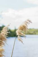 Pampas grass on the lake, reeds, cane seeds. The reeds on the lake sway in the wind against the blue sky and water. Abstract natural background. Beautiful pattern with bright colors photo