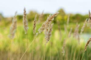 Pampas grass on the lake, reeds, cane seeds. The reeds on the lake are swaying in the wind against the background of the blue sky and water. photo