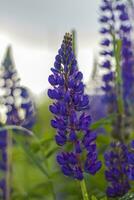 Purple wild lupin Lupinus polyphyllus blooms in a meadow. A field with wild purple flowers. photo