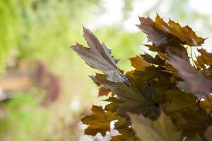 A red maple tree on a background of bright green. The foliage of the red maple photo