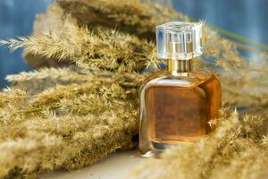 A perfume bottle on a background of Pampas grass on a colored background and a stone. a fluffy twig. Stylish appearance, layout, personality. Banner, a place for the text. photo