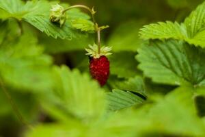 Wild strawberry is a wild berry. Close-up on blurred greenery with copying of space, using as a background of the natural landscape, ecology. Macro photography, photo