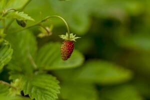 Wild strawberry is a wild berry. Close-up on blurred greenery with copying of space, using as a background of the natural landscape, ecology. Macro photography, photo