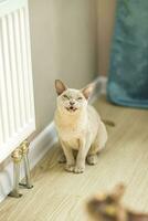 A domestic cat of Burmese breed, playful and active, in a city apartment building. Loves toys and bows. The eyes of a happy pet playing and wanting to attack. photo