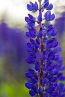 Purple wild lupin Lupinus polyphyllus blooms in a meadow. A field with wild purple flowers. photo