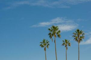 A group of tall palm trees, gathering with cloudy sky at the background. photo