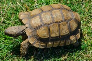 Cute African turtle, helmeted turtle  inhabiting the southern edge of the Sahara Desert, the Sahel, in Africa, walking on the green grass in top view, Close-up. photo