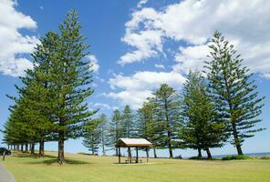 Wooden park bench surrounded with Big pine tree in a picnic area with cloudy sky day in Kiama, New South Wales, Australia. photo